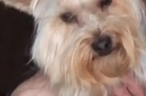 ¡Ayuda! Perrita Donna perdida en Ourense