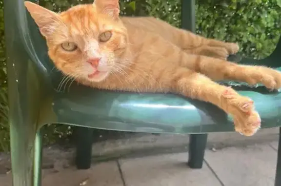 Chat mâle roux trouvé à Saint-André - photo