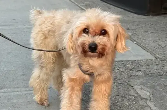 Found dog , photo: Found: Scared Small Dog Near 158th & Northern