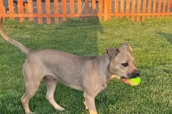 Lost and found pets Bend, photo: Lost: Sweet Tan Dog, 7 Months, Bend Area