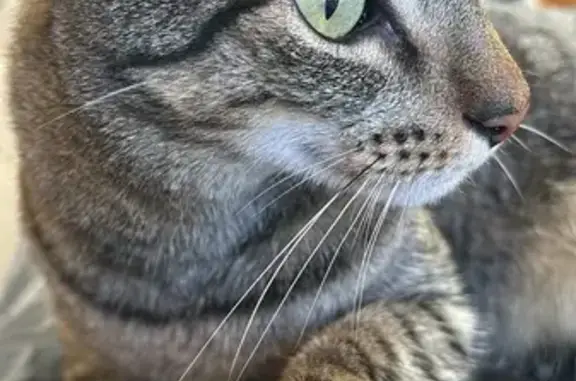 Lost Grey Tabby Cat in Tucson Area