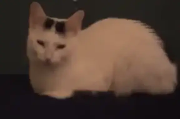 Lost Black & White Cat in Watertown - Help!