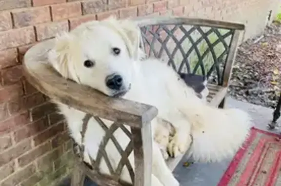 Lost Dog Jack: Scared by Storm in Aberdeen