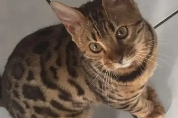 Chatte Bengal perdue à Plérin - photo