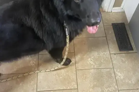 Missing dog Tulsa, photo: Lost: Big Black German Shepherd, Tulsa