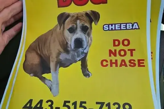 Lost Sweet Pit Bull in Easton - Report Only