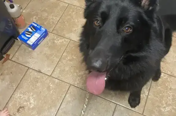 Lost Large Black German Shepherd in Tulsa