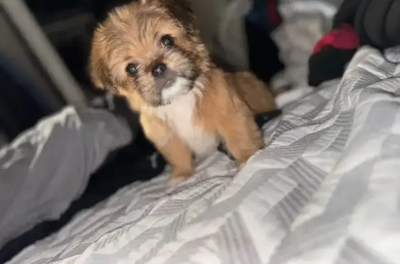 Lost: Friendly, Fluffy Dog in Chicago