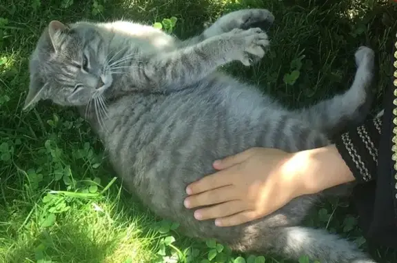 Animaux perdus , photo: Chatte grise perdue à Yolet