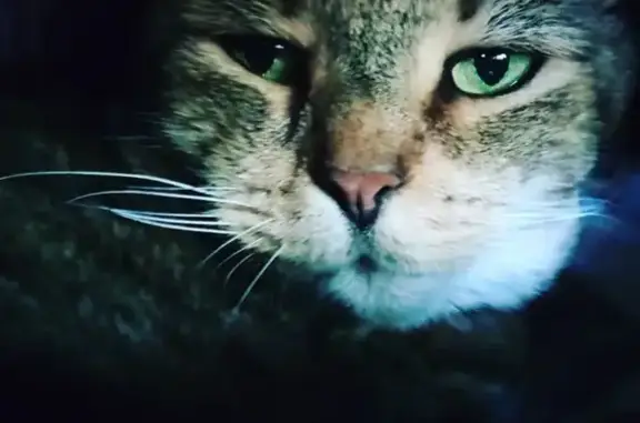 Lost Senior Tabby: Empress Ezell