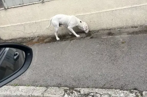 Chien blanc trouvé, taille moyenne, Arcis - photo