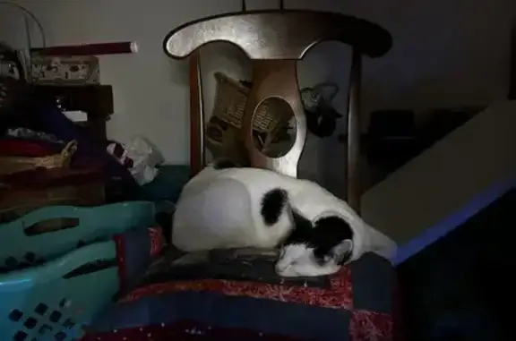 Lost Cat: Mostly White with Black Spots