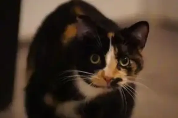Animaux perdus Limeil-Brévannes, photo: Chat perdue, peureuse, possible blessure