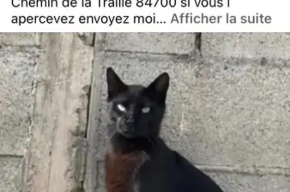 Chat noir perdu, 1 an, yeux verts, Sorgues - photo
