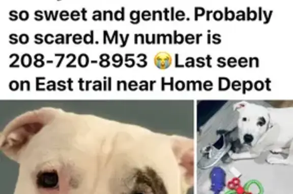 Missing dog Naples, photo: Lost Service Dog: White with Black Eye Patch