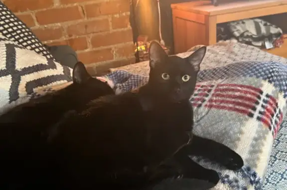Shy Black Cat Missing on Wineva Ave