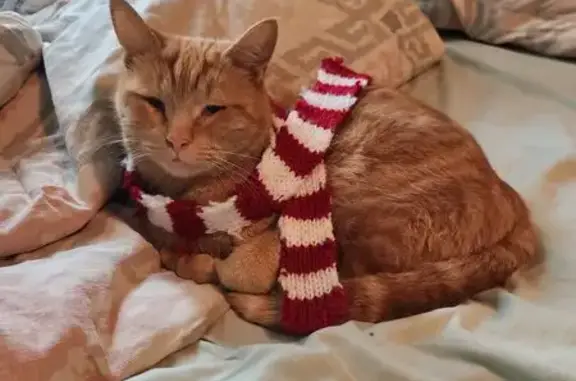 Lost Cat Fujo: Vocal & Shy in Grove City