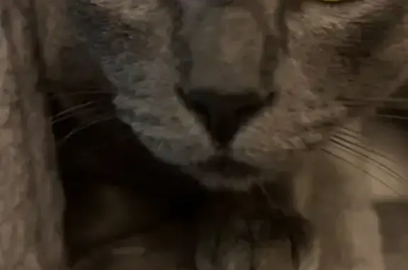 Lost Grey Cat: Big Eyes, Very Shy, El Cajon