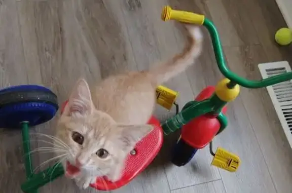 Missing cat Grand Rapids, photo: Lost Cream Kitten: Microchipped, No Collar