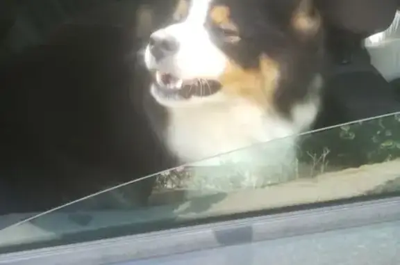 Chien trouvé Saint-Jean-sur-Veyle, photo: Chien mâle trouvé, gentil et obéissant