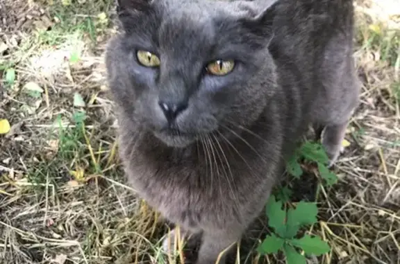 Chat grise sociable trouvée à Betton - photo