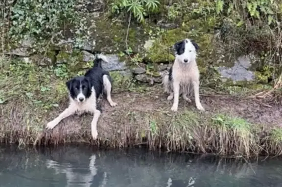 Deux border collies perdus à Laval-Pradel - photo