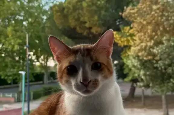 Chat perdu : Waka, roux et blanc, peureux - photo