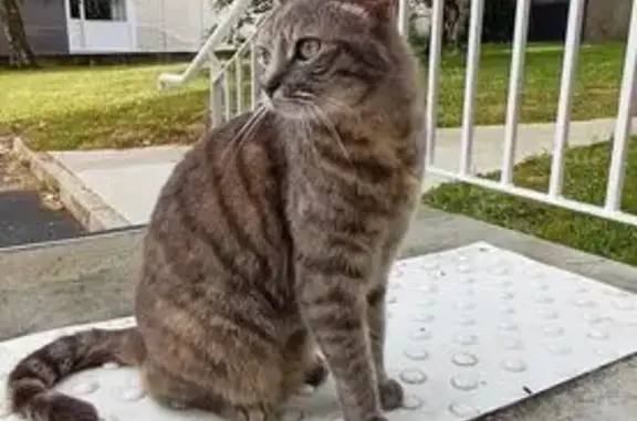 Chat trouvé Le Havre, photo: Chatte européenne trouvée, douce, yeux verts