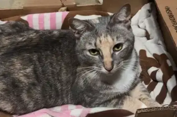 Found cat Exton, photo: Friendly Found Cat on Eagleview Blvd
