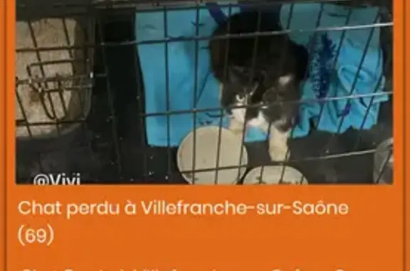 Chat perdu : grand, noir et blanc, Villefranche - photo