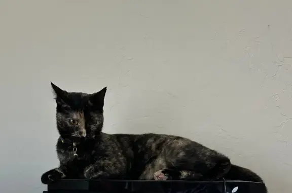 Lost Cat: Yellow Paw, Vineyard Area