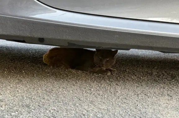 Animaux trouvés Pontarlier, photo: Chat gris croisé chartreux trouvé à Pontarlier