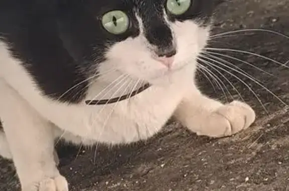 Animaux trouvés Saint-Chamond, photo: Chat noir et blanc trouvé, très câlin