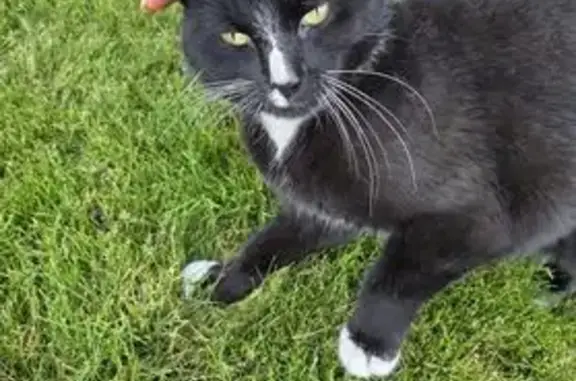 Found pets Lacey, photo: Found: Sweet Black Cat with White Markings