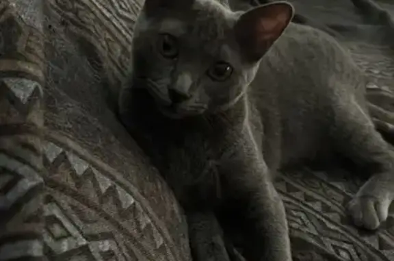¡Gatita Perdida! Joven y Juguetona
