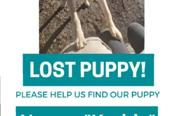 Lost Dog: Light Brown & White in Portland