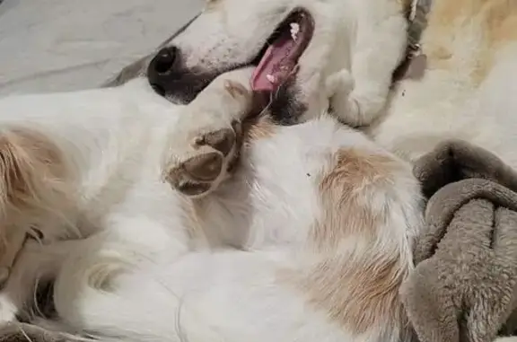 Lost Dog: Skylar with Unique Eyes