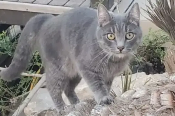 ¡Ayuda! Gato gris perdido en Canyelles