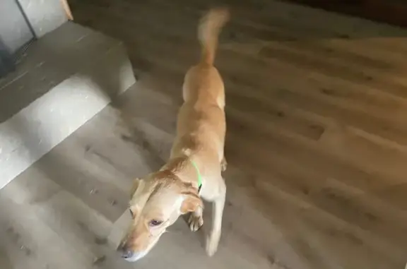Lost Dog Alert: Gus, 39lb Golden Mix