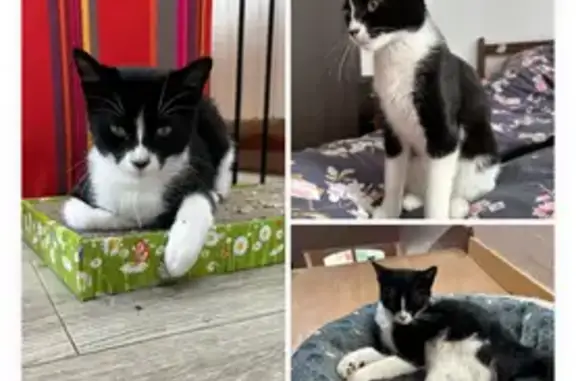 Chat perdu, Le Mans, photo: Chaton femelle perdue, cicatrice, Le Mans