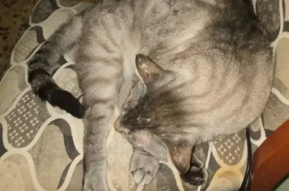 Gato Gris Atigrado Busca a Sus Dueños en Cuenca