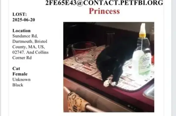 Lost Black & White Cat Near Co...