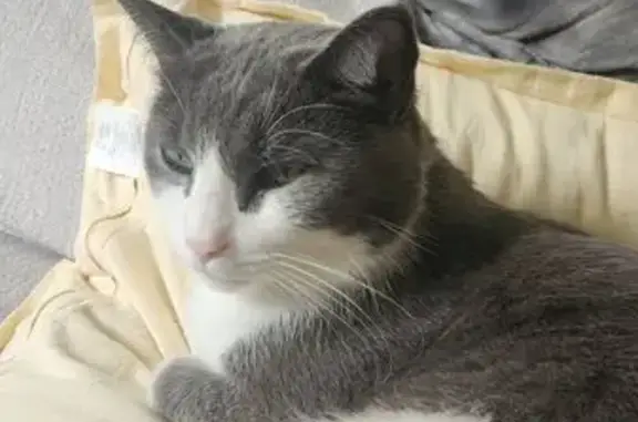 Lost Cat: Gray/White, Yellow C...