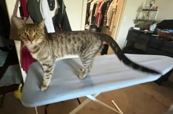 Lost pets Olympia, photo: Lost Cat: Kitty with Extra Thumbs in Olympia