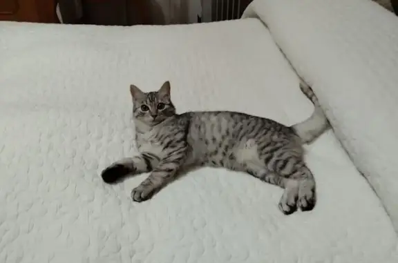Gata Juguetona Perdida en Manises