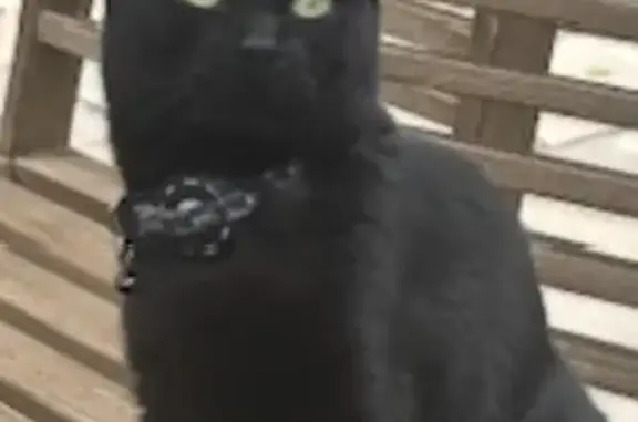 Lost Cat: Small, Vocal, Yellow...