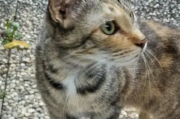 Chat trouvé Belfort, photo: Jeune chat blanc trouvé Rue Mazarin, Belfort