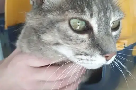 Animaux trouvés Goven, photo: Chatte grise sociable trouvée à Goven