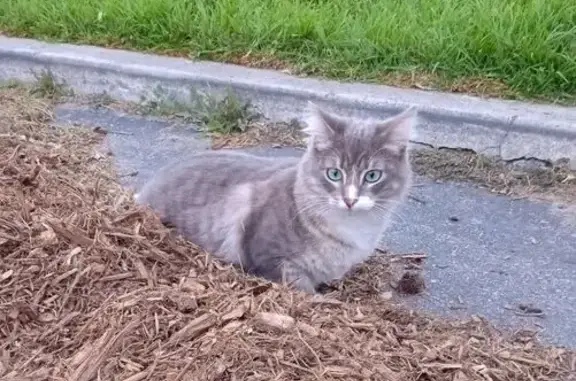 Lost Cat: Shy, Green-Eyed Beau...