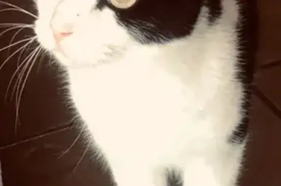 Lost Tuxedo Cat on Slipper Key...